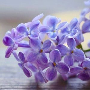 Meet your Posher, Mukhlisa